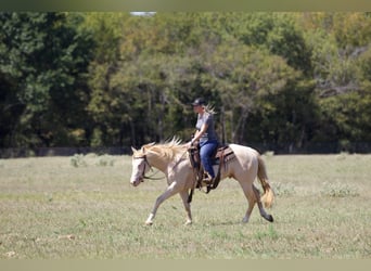 American Quarter Horse, Wallach, 2 Jahre, 14,3 hh, Perlino