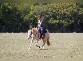 American Quarter Horse, Wallach, 2 Jahre, 14,3 hh, Perlino