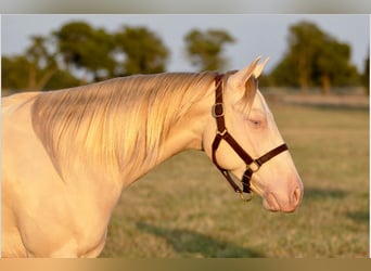 American Quarter Horse, Wallach, 2 Jahre, 14,3 hh, Perlino