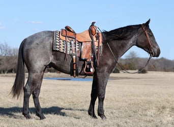 American Quarter Horse, Gelding, 2 years, 14.3 hh, Roan-Blue