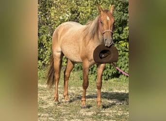 American Quarter Horse, Gelding, 2 years, 14.3 hh, Roan-Red