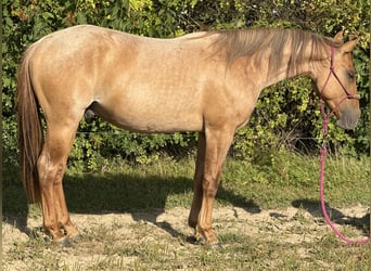 American Quarter Horse, Gelding, 2 years, 14.3 hh, Roan-Red