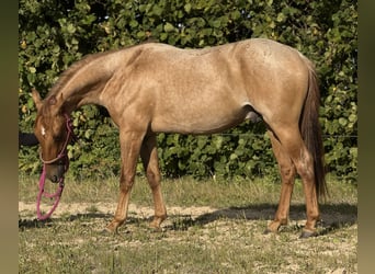 American Quarter Horse, Gelding, 2 years, 14.3 hh, Roan-Red