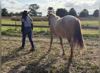 American Quarter Horse, Gelding, 2 years, 14.3 hh, Roan-Red