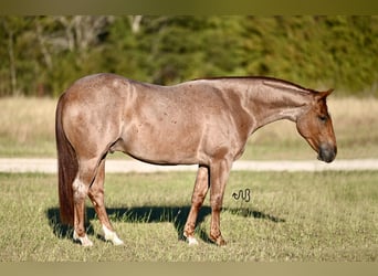 American Quarter Horse, Gelding, 2 years, 14,3 hh, Roan-Red