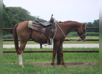 American Quarter Horse, Gelding, 2 years, 14 hh, Dun