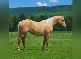 American Quarter Horse, Gelding, 2 years, 14 hh, Palomino