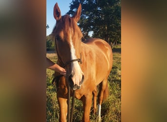 American Quarter Horse, Gelding, 2 years, 14 hh, Sorrel