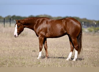 American Quarter Horse, Wallach, 2 Jahre, 14 hh, Rotfuchs