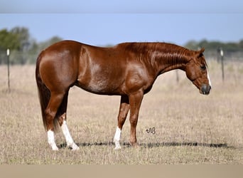 American Quarter Horse, Wallach, 2 Jahre, 14 hh, Rotfuchs