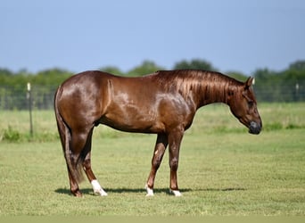 American Quarter Horse, Gelding, 2 years, 14 hh, Sorrel