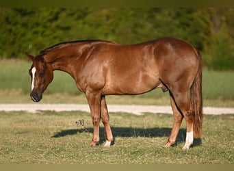 American Quarter Horse, Wallach, 2 Jahre, 14 hh, Rotfuchs