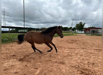 American Quarter Horse Mix, Gelding, 2 years, 14,2 hh, Bay-Dark