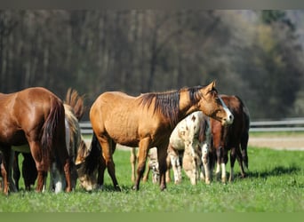American Quarter Horse, Gelding, 2 years, 14,2 hh, Brown