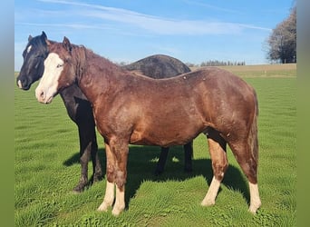American Quarter Horse, Gelding, 2 years, 14,2 hh, Chestnut-Red