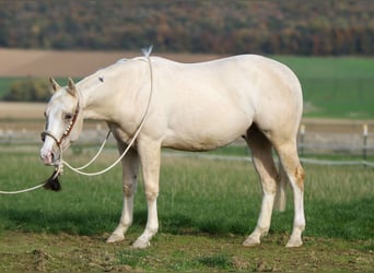 American Quarter Horse, Gelding, 2 years, 14,2 hh, Dun
