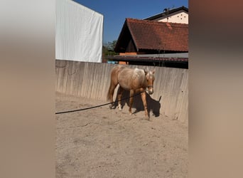 American Quarter Horse, Gelding, 2 years, 14,2 hh, Palomino