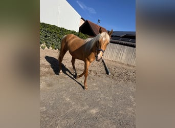 American Quarter Horse, Gelding, 2 years, 14,2 hh, Palomino