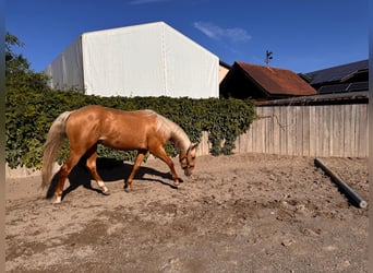 American Quarter Horse, Gelding, 2 years, 14,2 hh, Palomino