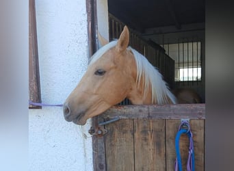 American Quarter Horse, Gelding, 2 years, 14,2 hh, Palomino
