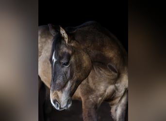 American Quarter Horse, Gelding, 2 years, 14,2 hh