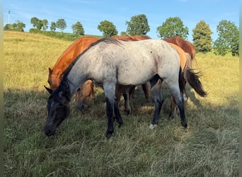 American Quarter Horse, Gelding, 2 years, 14,2 hh, Roan-Blue