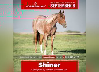 American Quarter Horse, Gelding, 2 years, 14,2 hh, Roan-Red