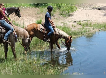 American Quarter Horse, Gelding, 2 years, 14,2 hh, Roan-Red