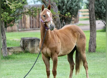 American Quarter Horse, Gelding, 2 years, 14,2 hh, Roan-Red