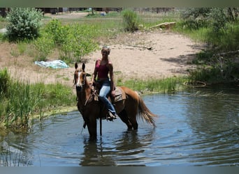 American Quarter Horse, Gelding, 2 years, 14,2 hh, Roan-Red