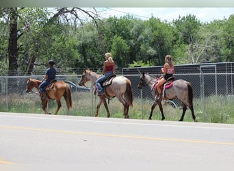 American Quarter Horse, Gelding, 2 years, 14,2 hh, Roan-Red