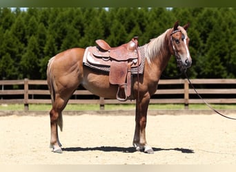 American Quarter Horse, Gelding, 2 years, 14,2 hh, Roan-Red