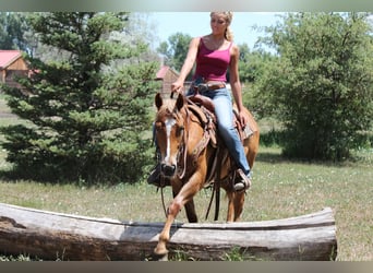 American Quarter Horse, Gelding, 2 years, 14,2 hh, Roan-Red