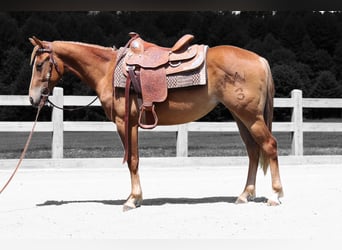 American Quarter Horse, Gelding, 2 years, 14,2 hh, Roan-Red
