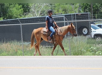 American Quarter Horse, Gelding, 2 years, 14,2 hh, Roan-Red