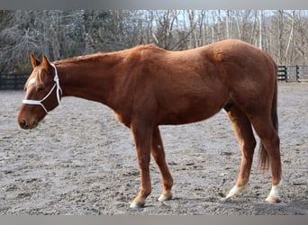American Quarter Horse, Gelding, 2 years, 14,2 hh, Sorrel