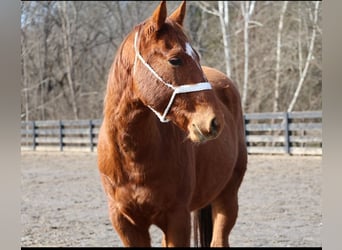 American Quarter Horse, Gelding, 2 years, 14,2 hh, Sorrel