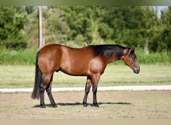 American Quarter Horse, Gelding, 2 years, 14,3 hh, Bay