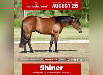American Quarter Horse, Gelding, 2 years, 14,3 hh, Bay