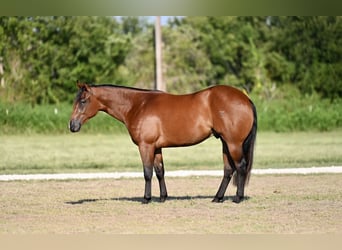 American Quarter Horse, Gelding, 2 years, 14,3 hh, Bay