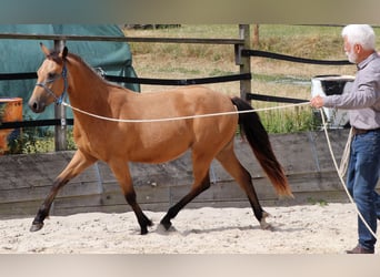 American Quarter Horse, Gelding, 2 years, 14,3 hh, Buckskin
