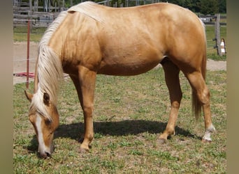 American Quarter Horse, Gelding, 2 years, 14,3 hh, Palomino