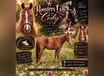 American Quarter Horse, Gelding, 2 years, 15.1 hh, Chestnut-Red