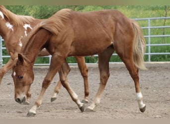 American Quarter Horse, Gelding, 2 years, 15,1 hh, Chestnut-Red