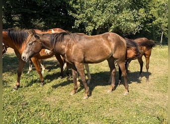 American Quarter Horse Mix, Gelding, 2 years, 15.1 hh