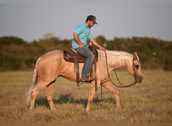 American Quarter Horse, Wallach, 2 Jahre, 15,1 hh, Palomino