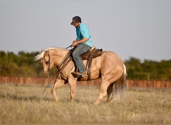 American Quarter Horse, Wallach, 2 Jahre, 15,1 hh, Palomino