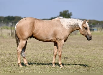 American Quarter Horse, Wallach, 2 Jahre, 15,1 hh, Palomino