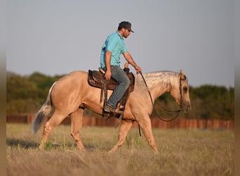 American Quarter Horse, Wallach, 2 Jahre, 15,1 hh, Palomino