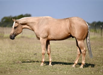 American Quarter Horse, Wallach, 2 Jahre, 15,1 hh, Palomino